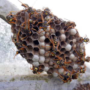 Evaluating Wasp Nest Risks