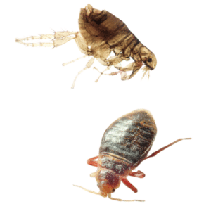 Flea and Bed Bug Alert