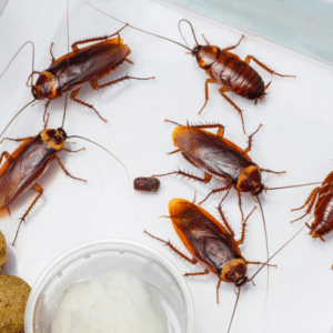 Health Hazards of Cockroaches