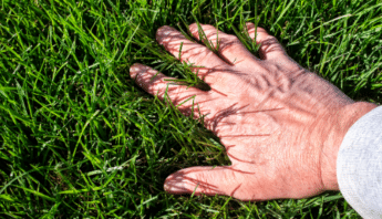 Healthy Lawns Prevent Pests