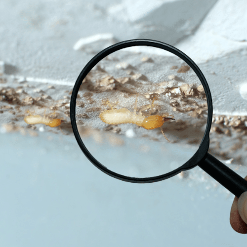 Identify and Prevent Termite Infestations