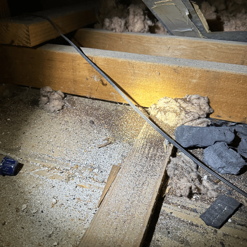 Identify and Prevent Termite Infestations | Pest Busterzz