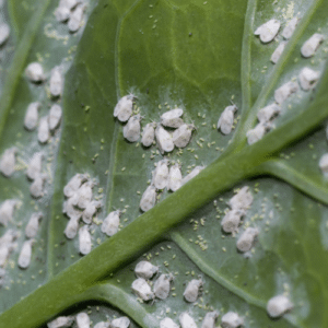 Identifying Whiteflies and Spider Mites