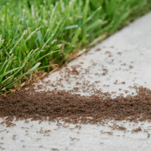 Ineffectiveness of DIY Pest Control