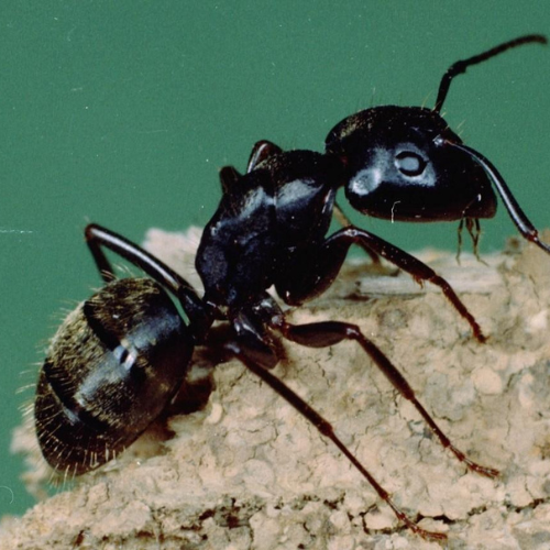 Keep Carpenter Ants Away