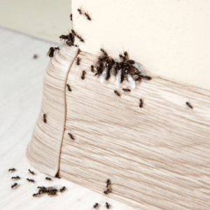 Managing Ants in Your Apartment