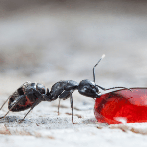 Prevent Ant Infestations