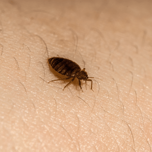 Protect Your Home from Bed Bugs