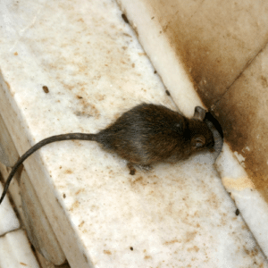 Rodent Damage