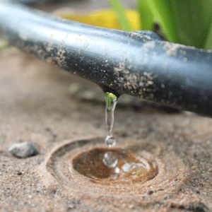 Smart Watering & Beneficial Bugs