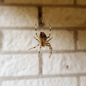 Spider Control Boca Del Mar