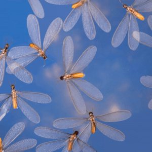 Termite Infestation Warning Signs