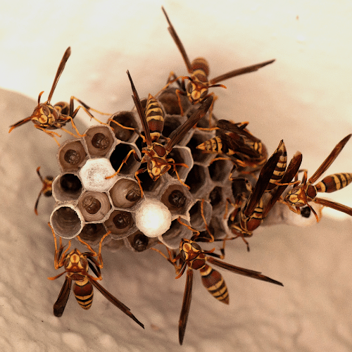 Wasp Nest Removal Tips