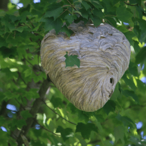 Wasp Nest Solutions