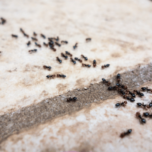 Yard Care to Stop Ants