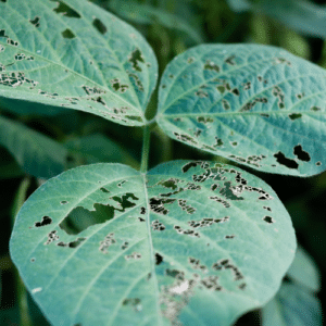 chewed leaves