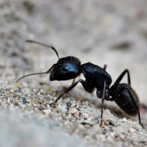 Ant Control the Organic Way