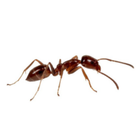 Argentine Ant