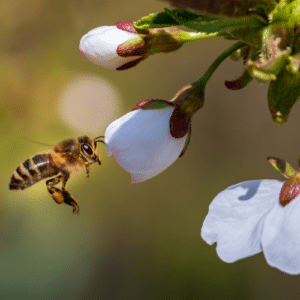 Balancing Pests and Pollinators