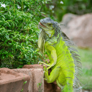 Barriers to Block Iguanas