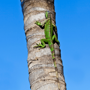 Block Iguana Access