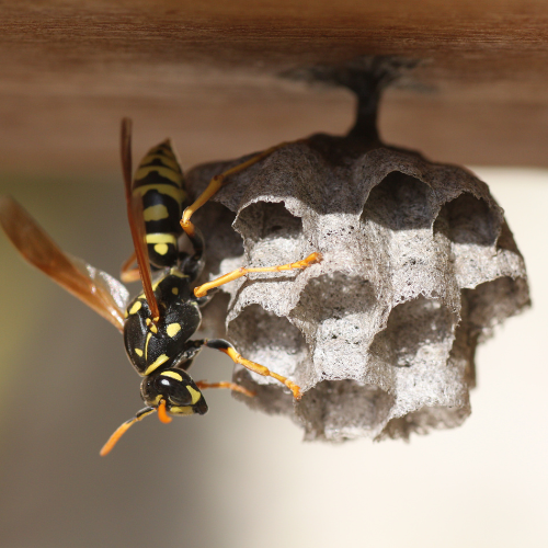 Control Wasps Naturally