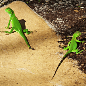 Expert Iguana Trapping Guide