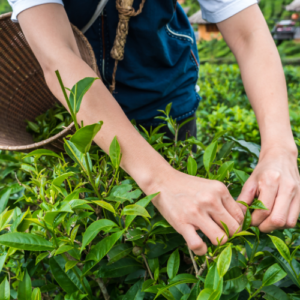 Farming's Best Pest Defense