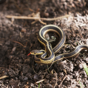 Handling Snake Encounters Safely