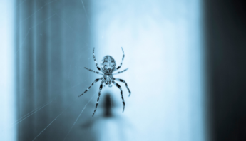 Home Protection from Spiders