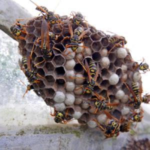 Manage Wasps Effectively