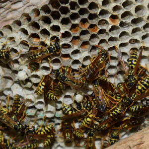 Manage Waste, Prevent Wasps