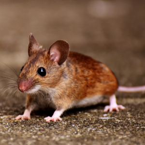 Managing Mice Infestations