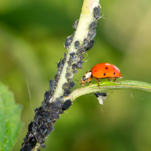 Natural and Biological Control