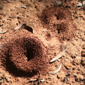 Organic Ant Deterrents