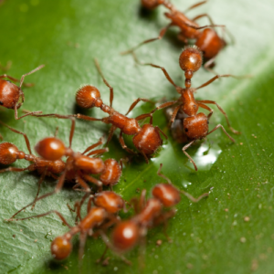 Organic Methods for Ant Solutions