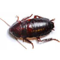 Oriental Cockroach