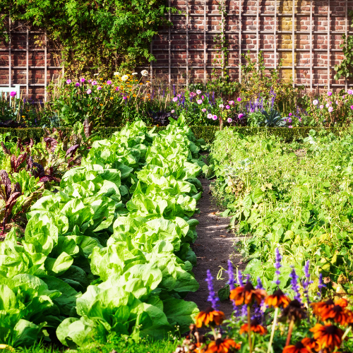 Pest Control for Organic Gardens