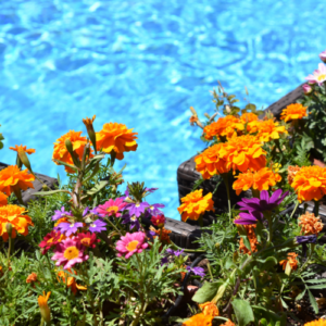 Plant-Based Pool Protection