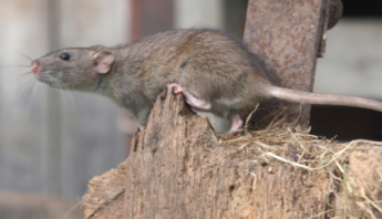Prevent Rodent Infestations Now