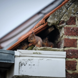 Prevent Squirrel Entry