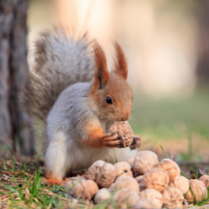 Reduce Squirrel Attraction