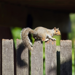 Remove Squirrels Safely