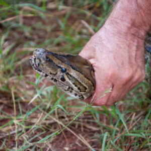 Snake Removal Specialists