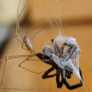 Spider Behavior Insights