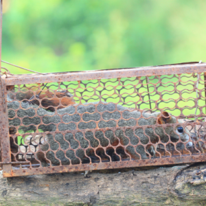 Squirrel Control Methods