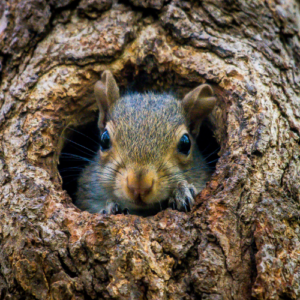 Squirrel Deterrent Strategies