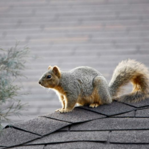 Squirrel-Proof Your Attic and Roof