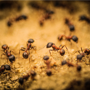 Stop Ants Before They Invade