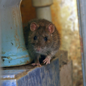 Stop Rodents at the Door